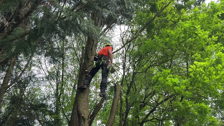 Best Fruit Tree Pruning  in Lakeland, FL